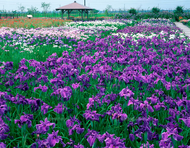 新旭花しょうぶ園 の写真素材 イラスト素材 アマナイメージズ