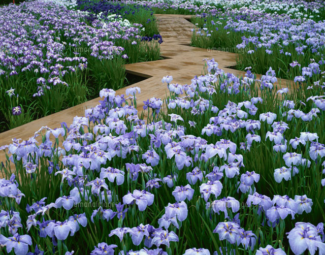 花菖蒲咲く浅舞公園 の写真素材 イラスト素材 アマナイメージズ