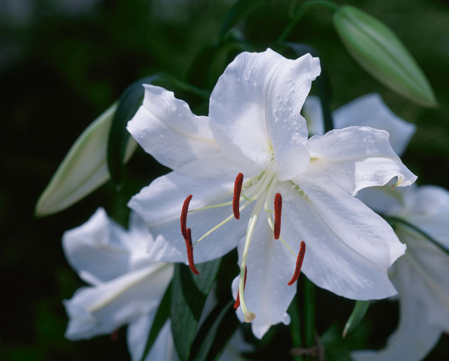 カサブランカ の写真素材 イラスト素材 アマナイメージズ