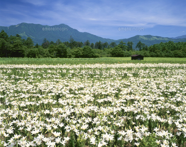 花の都公園のユリの花畑 の写真素材 イラスト素材 アマナイメージズ
