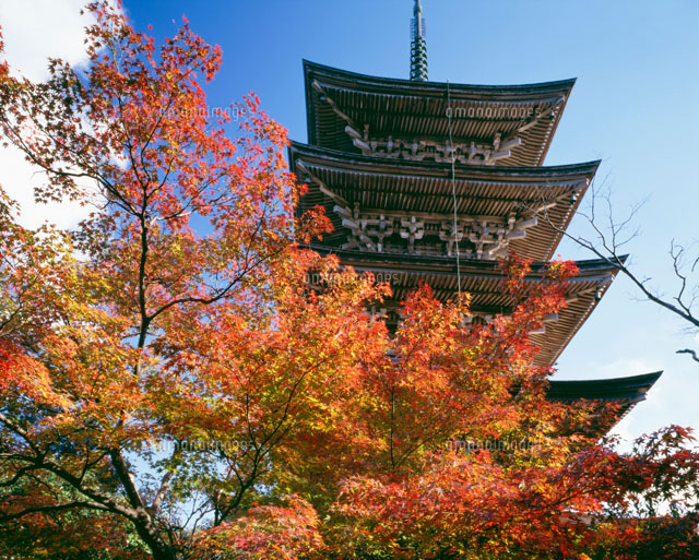 秋の妙成寺五重塔[25516020440]の写真・イラスト素材｜アマナイメージズ