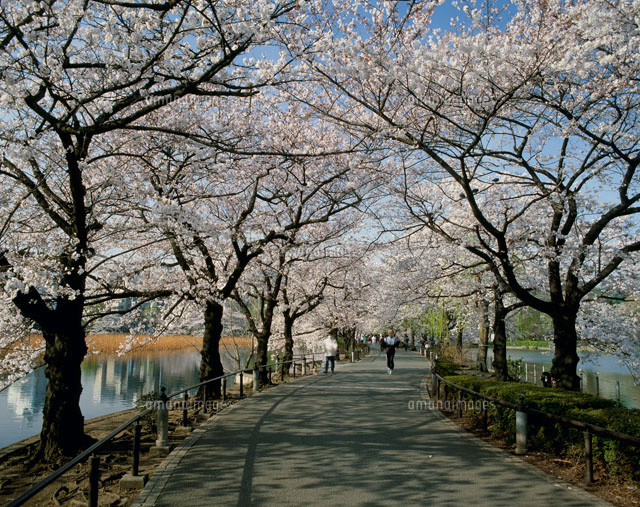 上野恩賜公園 不忍池桜並木[25516021500]の写真・イラスト素材｜アマナ