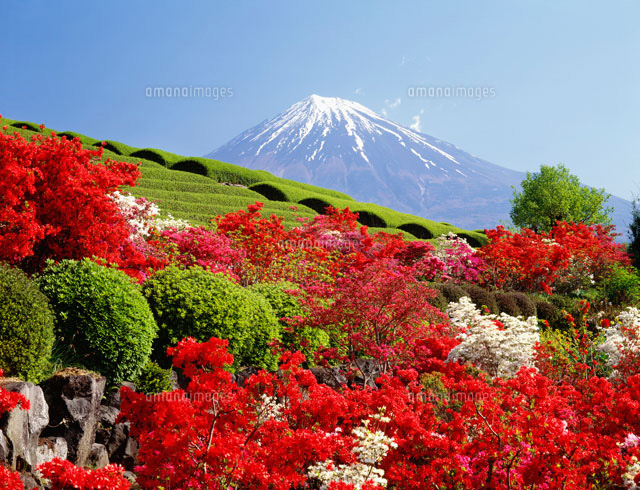 ツツジ咲く茶畑と富士山[25516022208]の写真・イラスト素材｜アマナ