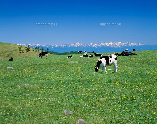 美ヶ原牧場と北アルプス の写真素材 イラスト素材 アマナイメージズ