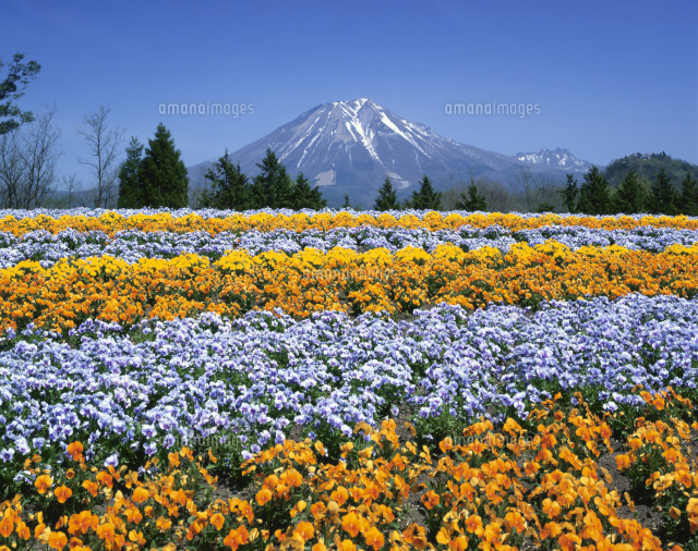 ビオラ咲くとっとり花回廊から大山 の写真素材 イラスト素材 アマナイメージズ