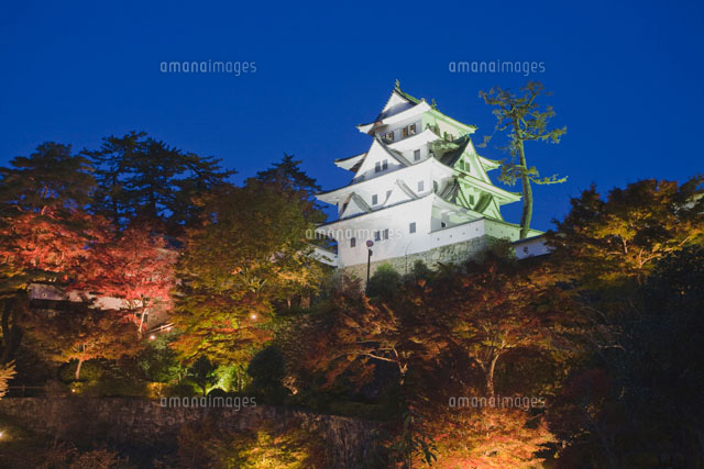 紅葉と郡上八幡城のライトアップ の写真素材 イラスト素材 アマナイメージズ