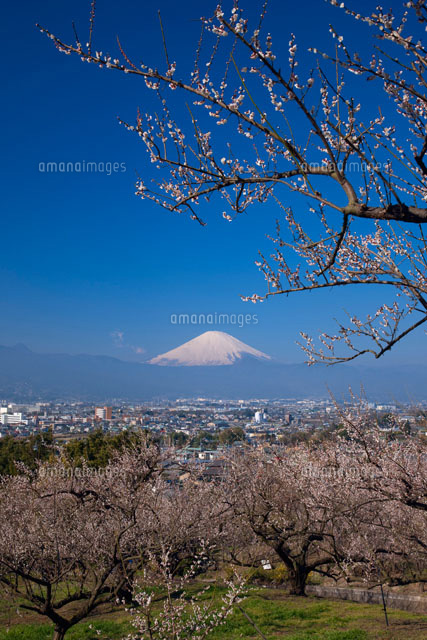 曽我梅林と富士山[25516027993]の写真・イラスト素材｜アマナイメージズ