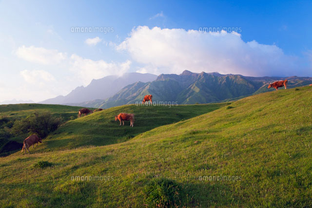 阿蘇 放牧牛と阿蘇山朝景 の写真素材 イラスト素材 アマナイメージズ