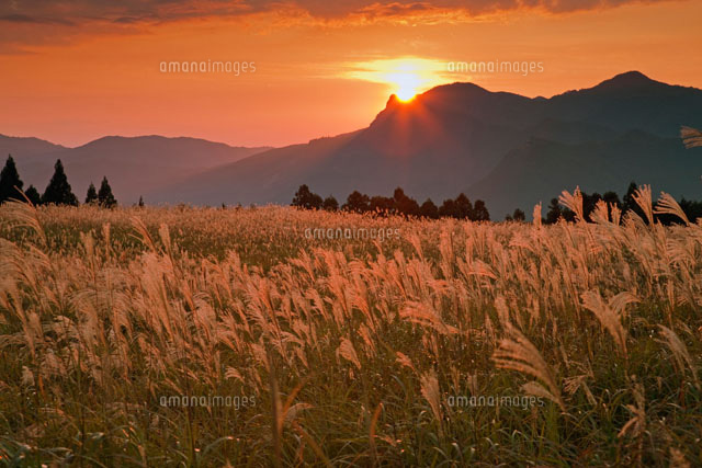 夕映えのススキと屏風岩と夕日 曽爾高原[25516029281]の写真