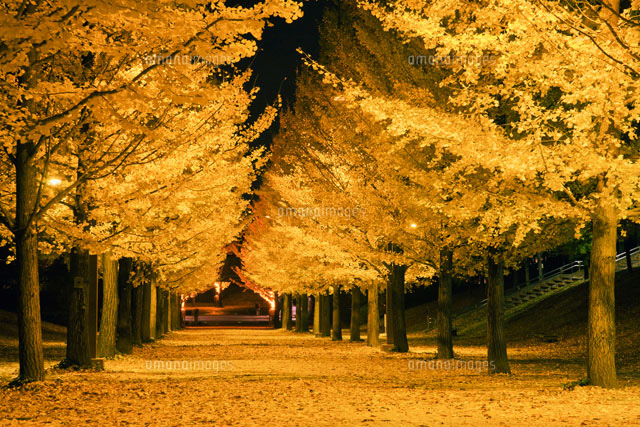 イチョウ並木ライトアップ あづま総合運動公園 の写真素材 イラスト素材 アマナイメージズ