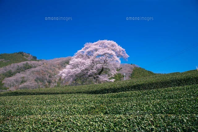 茶畑と牛代のみずめ桜 25516033546 の写真素材 イラスト素材 アマナイメージズ