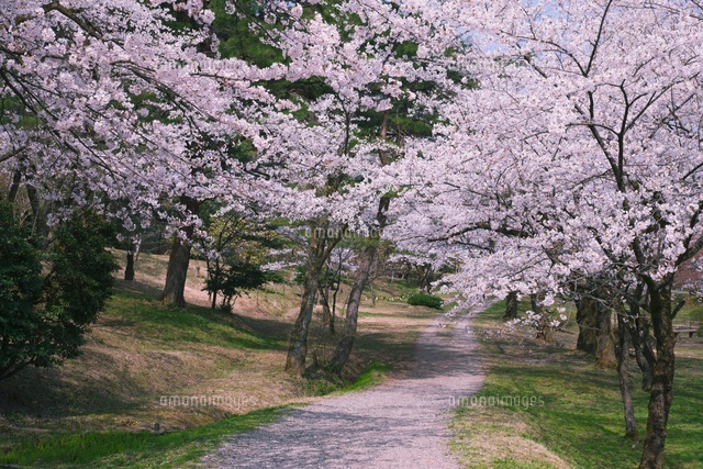 桜咲く村松公園 の写真素材 イラスト素材 アマナイメージズ