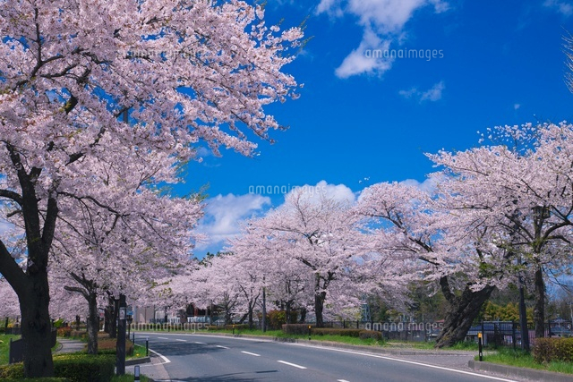 国道4号の桜並木[25516033840]の写真・イラスト素材｜アマナイメージズ
