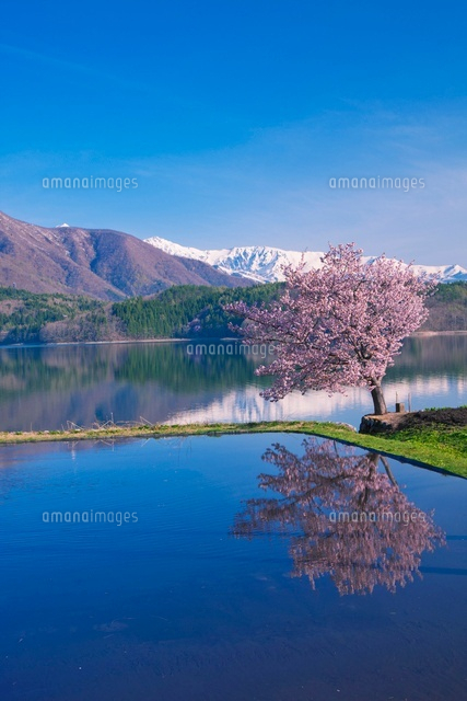 桜咲く青木湖と白馬連峰[25516033928]の写真・イラスト素材