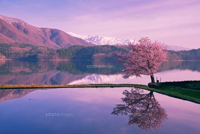7786）丸山霞仙　白馬山麓 青木湖 桜咲く青木湖と白馬連峰朝景[25516033940]の写真・イラスト素材