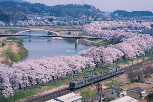 白石川堤一目千本桜 宮城県の絶景 写真素材 6785656