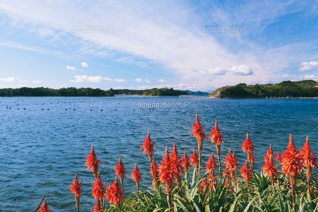アロエの花と英虞湾 の写真素材 イラスト素材 アマナイメージズ
