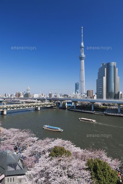 桜咲く隅田川と屋形船と東京スカイツリーと墨田区役所 の写真素材 イラスト素材 アマナイメージズ