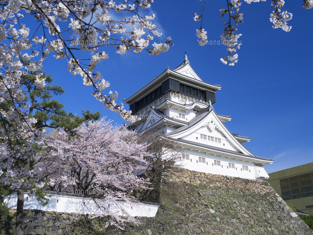 サクラ咲く小倉城 の写真素材 イラスト素材 アマナイメージズ