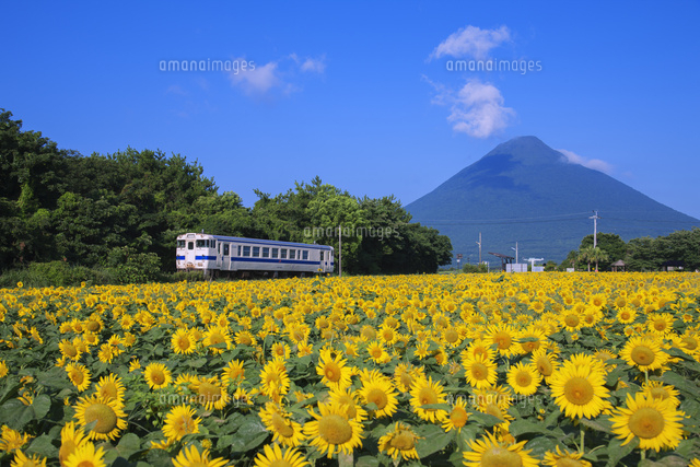 ヒマワリと 指宿枕崎線と開聞岳 薩摩富士 の写真素材 イラスト素材 アマナイメージズ