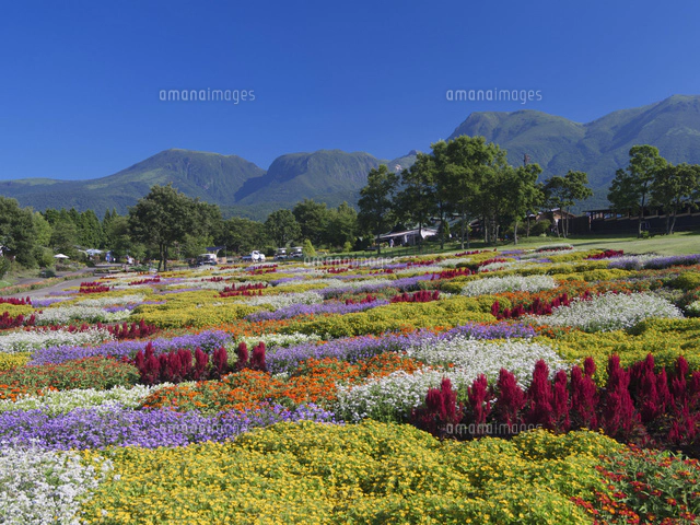 夏の花咲くくじゅう花公園よりくじゅう連山[25516040239]の写真