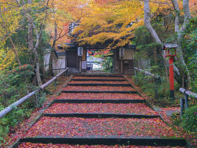 紅葉の双林院(山科聖天) 参道[25516040396]の写真・イラスト素材