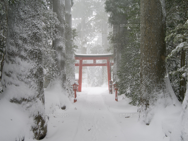雪降る箱根神社[25516040774]の写真・イラスト素材｜アマナイメージズ