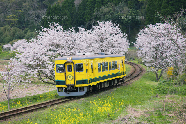 菜の花と桜といすみ鉄道 総元駅～東総元駅[25516041247]の写真