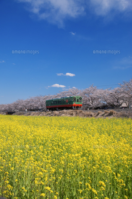 菜の花と桜と真岡鉄道 北真岡駅 西田井駅 の写真素材 イラスト素材 アマナイメージズ