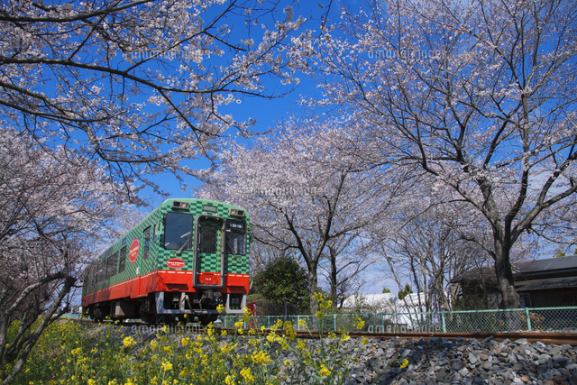 菜の花と桜と真岡鉄道 北真岡駅 西田井駅 の写真素材 イラスト素材 アマナイメージズ