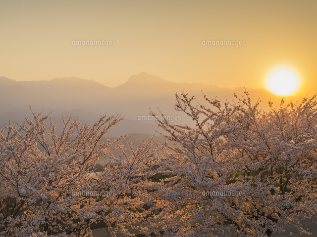 夕方桜 夕日と桜 | GANREF