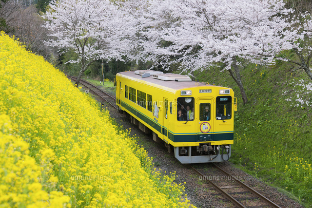 菜の花と桜といすみ鉄道 西畑駅 総元駅 の写真素材 イラスト素材 アマナイメージズ 菜の花と桜といすみ鉄道 西畑駅 総元駅 の写真素材 イラスト素材 アマナイメージズ