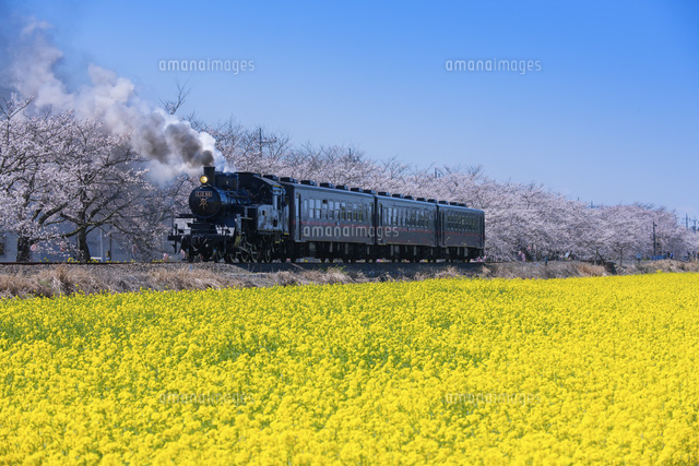 菜の花と桜と真岡鉄道 C12型蒸気機関車 北真岡駅 西田井駅 の写真素材 イラスト素材 アマナイメージズ