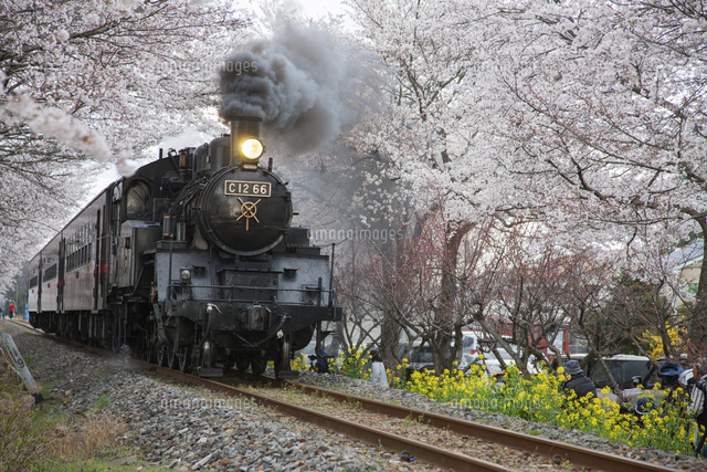 桜と真岡鉄道 C12型蒸気機関車 北真岡駅～西田井駅[25516041396]の写真