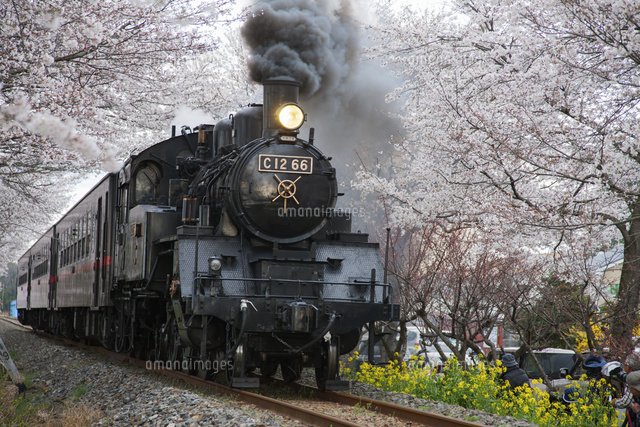 桜と真岡鉄道 C12型蒸気機関車 北真岡駅～西田井駅[25516041397]の写真