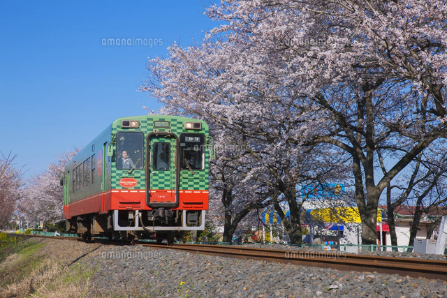 桜と真岡鉄道 C12型蒸気機関車 北真岡駅～西田井駅[25516041397]の写真