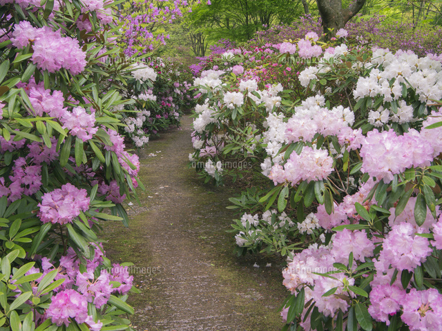 上津江シャクナゲ園 の写真素材 イラスト素材 アマナイメージズ