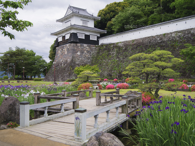 ツツジとハナショウブ咲く玖島城跡 大村公園 の写真素材 イラスト素材 アマナイメージズ