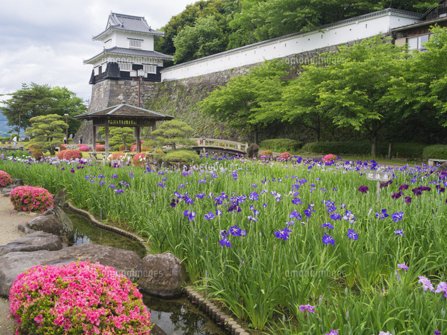 ツツジとハナショウブ咲く玖島城跡 大村公園 の写真素材 イラスト素材 アマナイメージズ