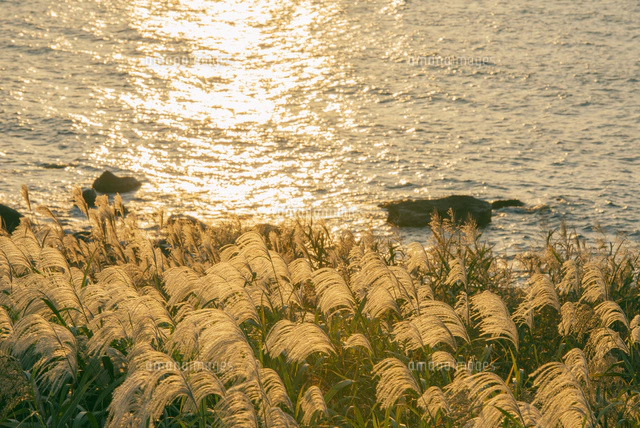ススキと光る日本海夕日 湯ノ田温泉付近[25516043064]の写真・イラスト