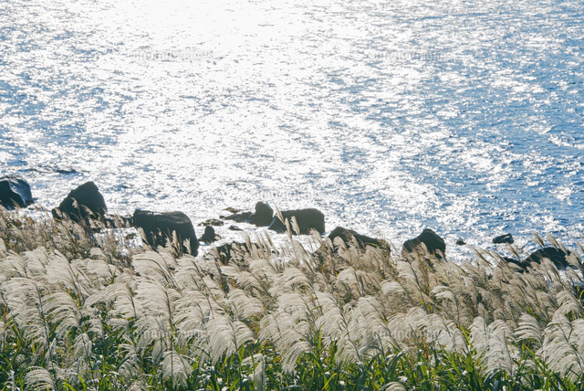 ススキと光る日本海夕日 湯ノ田温泉付近[25516043064]の写真・イラスト