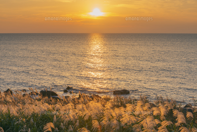 日本画 夕日に燃えるすすき 日本画 夕日に燃えるすすき ススキと光る日本