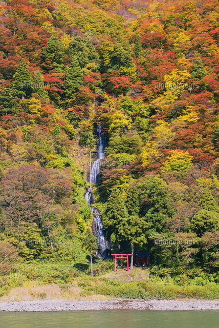 掛軸 村田秀峰 瀑布群禽図 共箱 紅葉 瀧 秋 小鳥 A-13 紅葉の最上川 白糸の滝と舟下り[25516043161]の写真・イラスト素材
