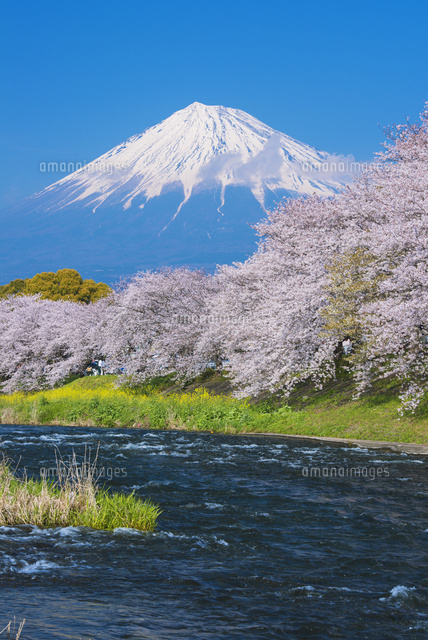 桜咲く潤井川龍巌淵より富士山[25516043746]の写真・イラスト素材