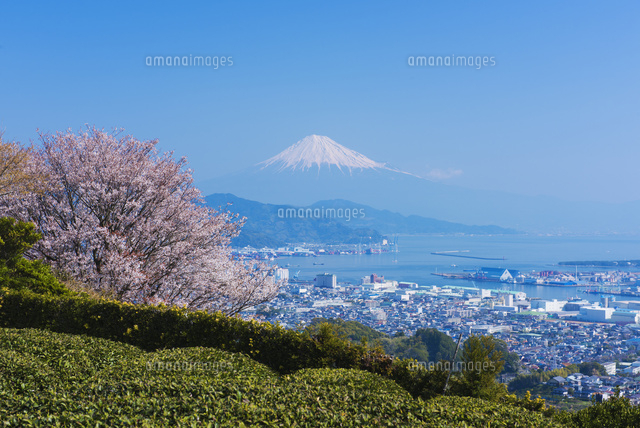 茶畑と桜咲く日本平より富士山 の写真素材 イラスト素材 アマナイメージズ