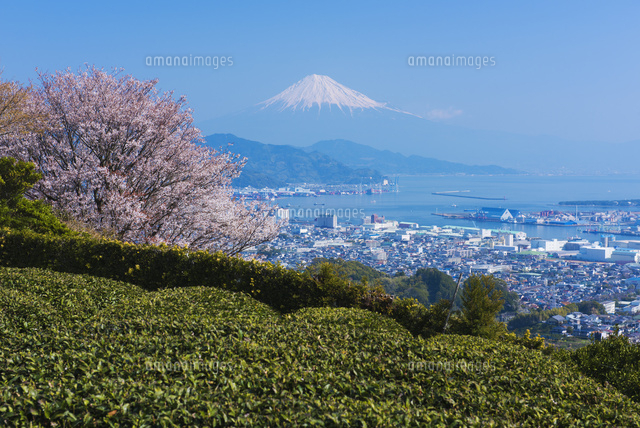 茶畑と桜咲く日本平より富士山 の写真素材 イラスト素材 アマナイメージズ