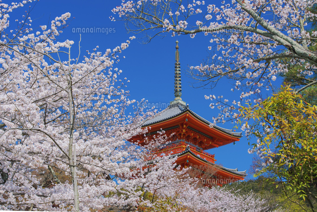 桜咲く清水寺 三重塔[25516043817]の写真・イラスト素材｜アマナイメージズ