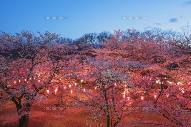 桜のライトアップ 懐古園(小諸城址)[25516043879]の写真・イラスト素材