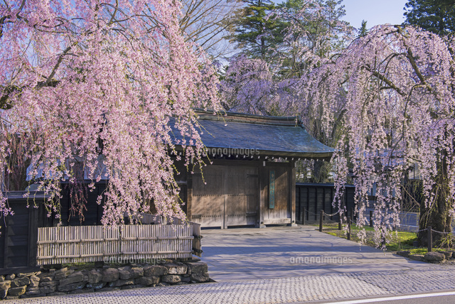 角館武家屋敷の枝垂桜 角館樺細工伝承館[25516043928]の写真