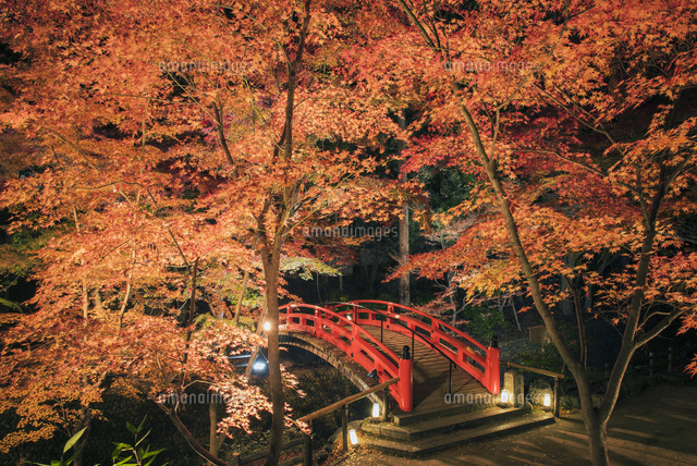 紅葉の北野天満宮 もみじ苑 鶯橋 ライトアップ の写真素材 イラスト素材 アマナイメージズ